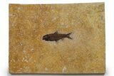Detailed Fossil Fish (Knightia) - Ash Layer #349256-1